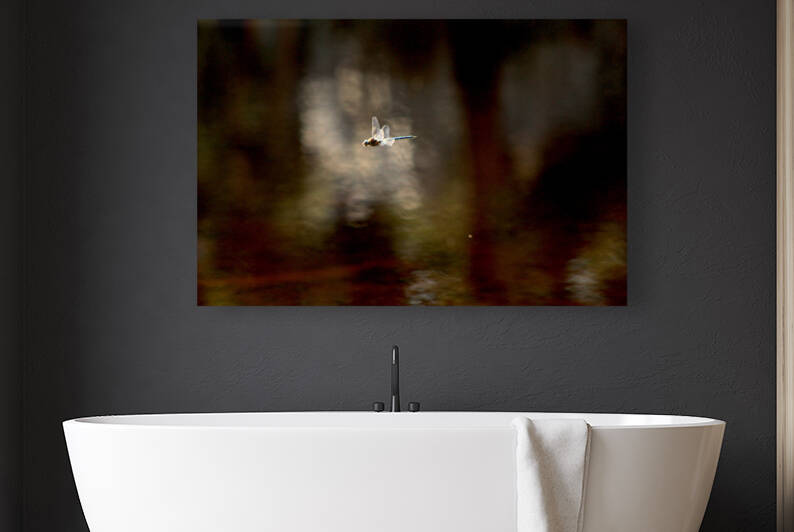 Damsel Fly in Flight by Dan McConnell