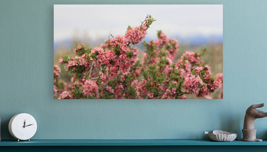 DesertPeachMedCU2 by Dan McConnell
