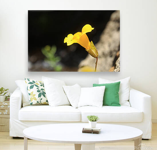 Monkey Flower Yellow by Dan McConnell