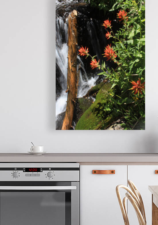 Indian Paintbrush by Dan McConnell