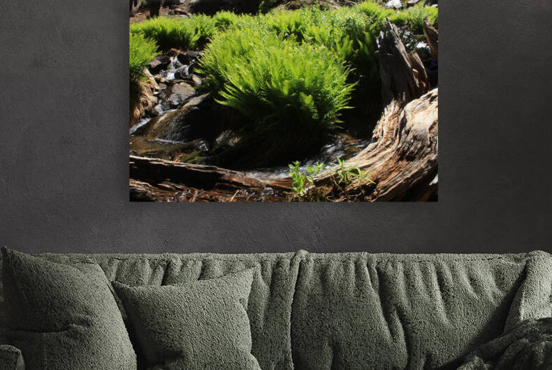 Ferns Log Creek by Dan McConnell