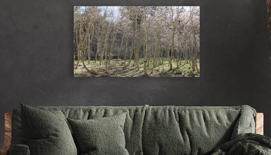 Aspen Grove  by Dan McConnell