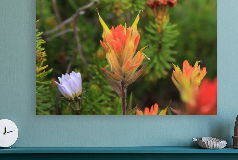 Indian Paintbrush Flower by Dan McConnell