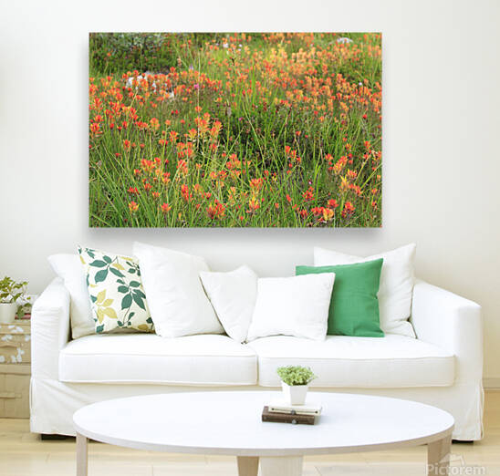 Indian Paintbrush Field by Dan McConnell