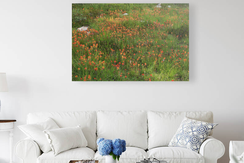 Sierra Nevada Indian Paintbrush by Dan McConnell