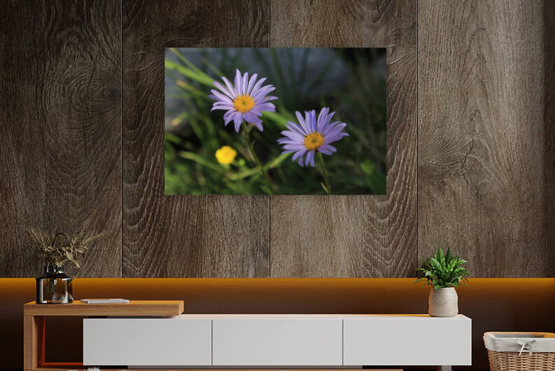 Sierra Blue Daisy by Dan McConnell