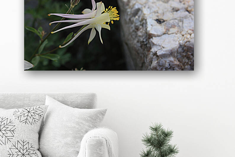 White Columbine Flower by Dan McConnell