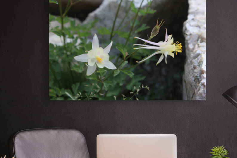 Columbine White Flowers  by Dan McConnell