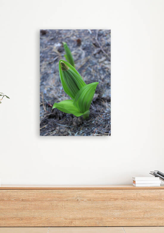 California Gold Corn Lilly Cap by Dan McConnell
