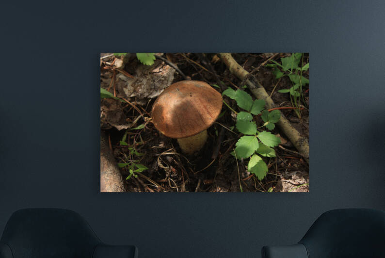 King Bolete Mushroom  by Dan McConnell
