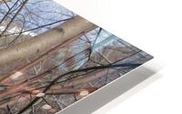 Silver Birch Tree HD Metal print