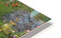Indian Paintbrush HD Metal print