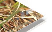 snowplants HD Metal print