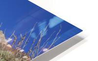 IMG 0912 HD Metal print