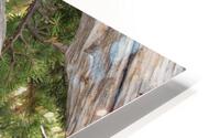 Dead Tree Monster HD Metal print