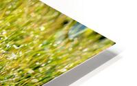 Dew Drop n HD Metal print
