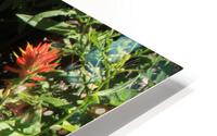 Indian Paintbrush HD Metal print