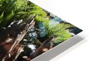 Ferns Log Creek HD Metal print