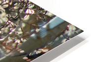 Aspen Trees Glowing HD Metal print