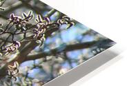 Aspen Trees Glowing HD Metal print