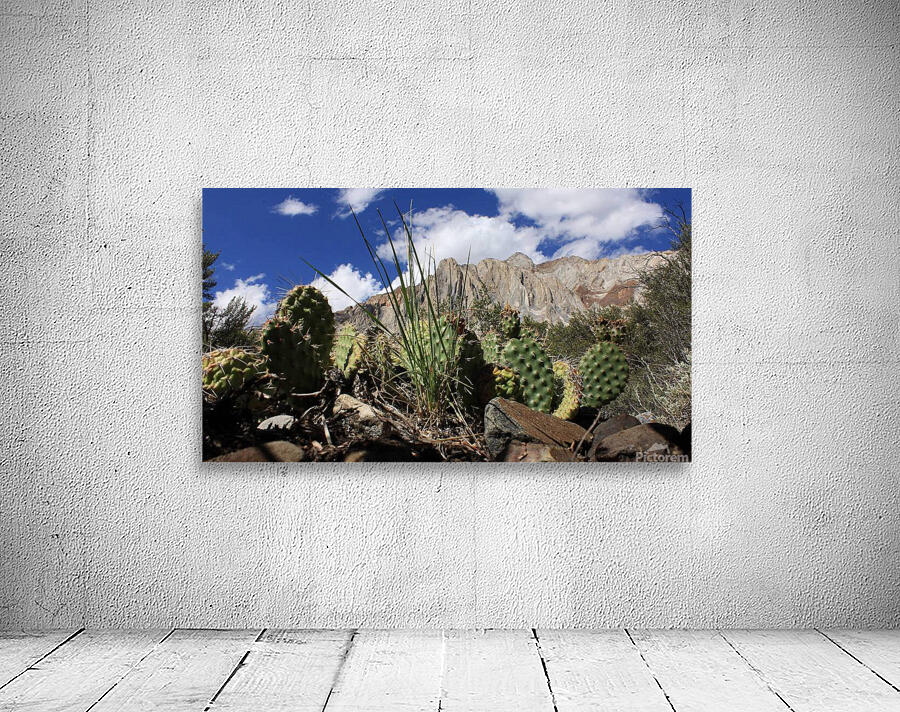 Cactus Laurel Mtn. Wall Preview