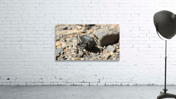 bugscifi Wall Preview