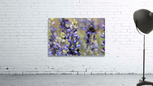 Bee Lupin Wall Preview