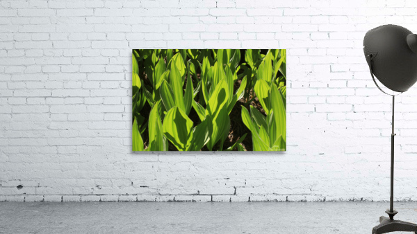 cornlillyalien Wall Preview