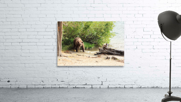 bear Wall Preview