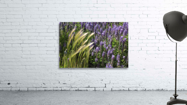 Lupin Wall Preview