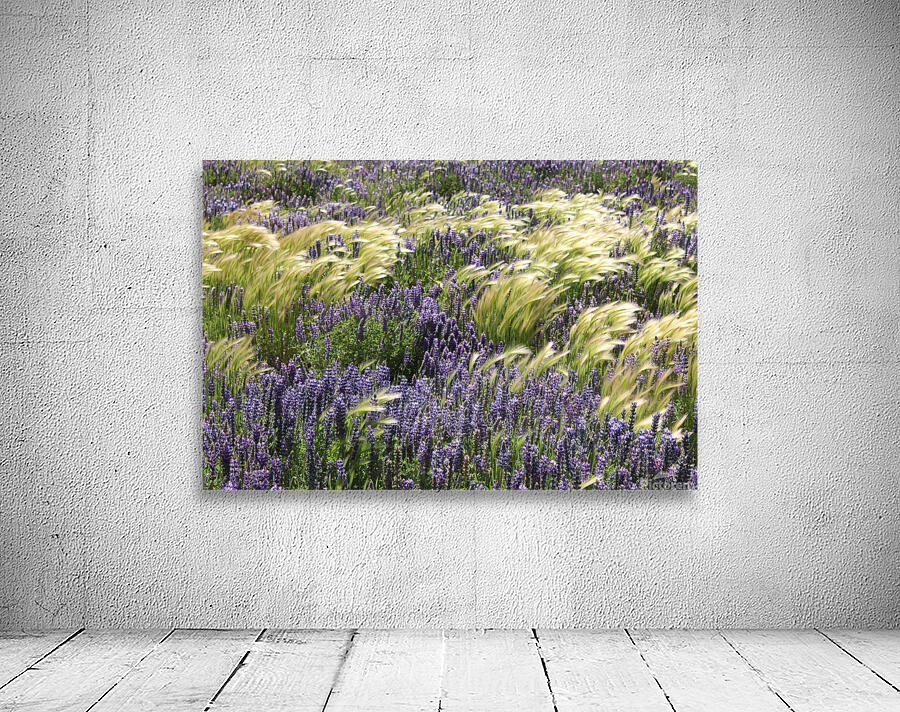 Lupin Flowers  Wall Preview