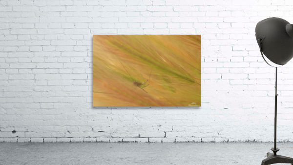 Spider Grass  Wall Preview