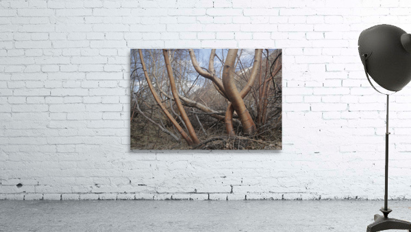 Silver Birch Tree Wall Preview