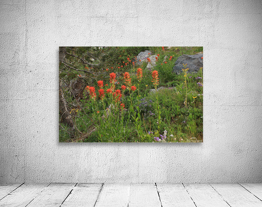 Indian Paintbrush Wall Preview