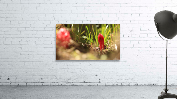 snowplant1 Wall Preview