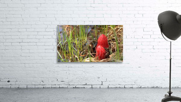snowplants Wall Preview