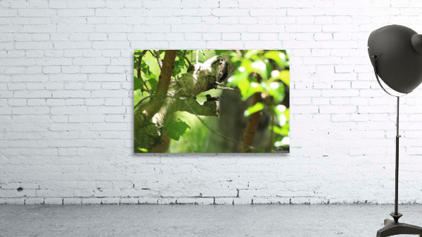 Humbirdnest Wall Preview