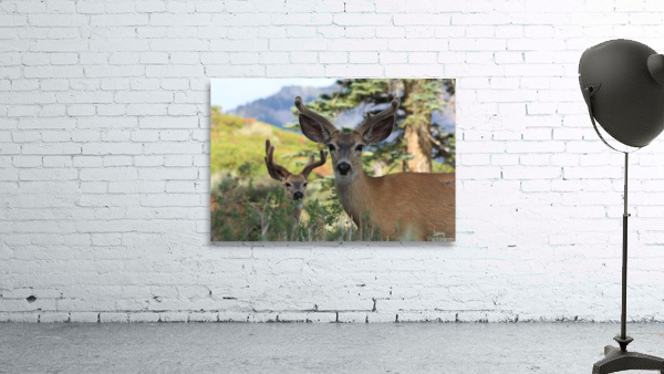 Deer  Bucks Wall Preview