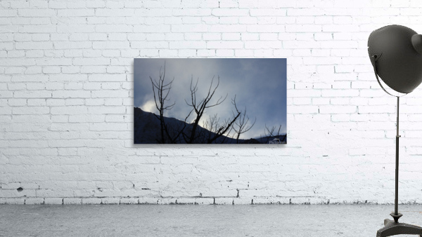 Ghost Trees  Wall Preview