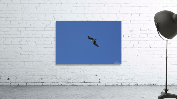 Osprey Wall Preview
