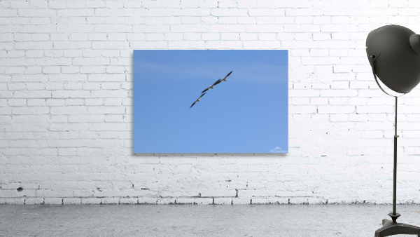 Pelicans Wall Preview