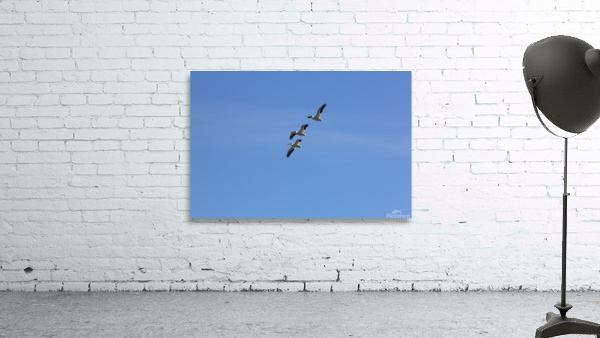 Pelicans Wall Preview