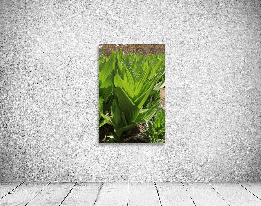 California Corn Lilly Wall Preview