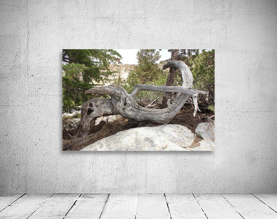 Tree Root Wall Preview