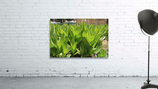 California Corn Lilly Wall Preview