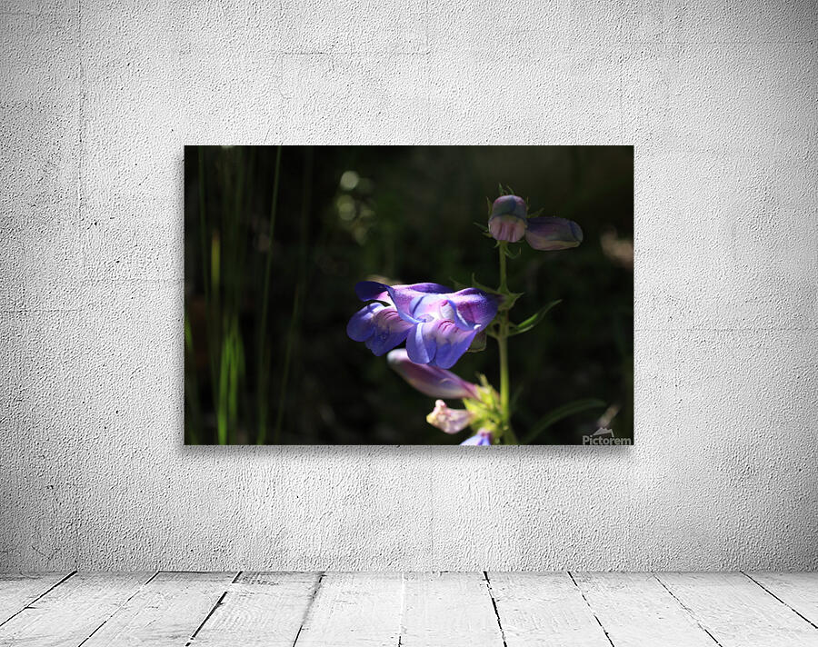 Penstemon Flower Wall Preview