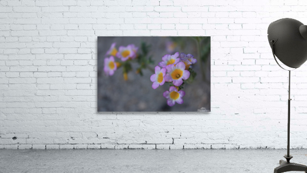 Desert flower Wall Preview