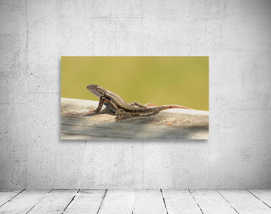 lizard Wall Preview