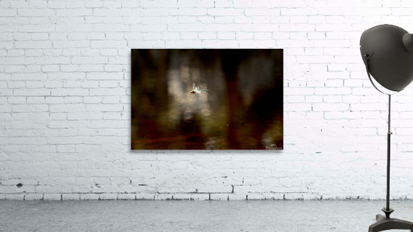 Damsel Fly in Flight Wall Preview