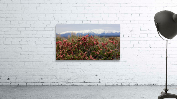 DesertPeachWhitesSnow Wall Preview